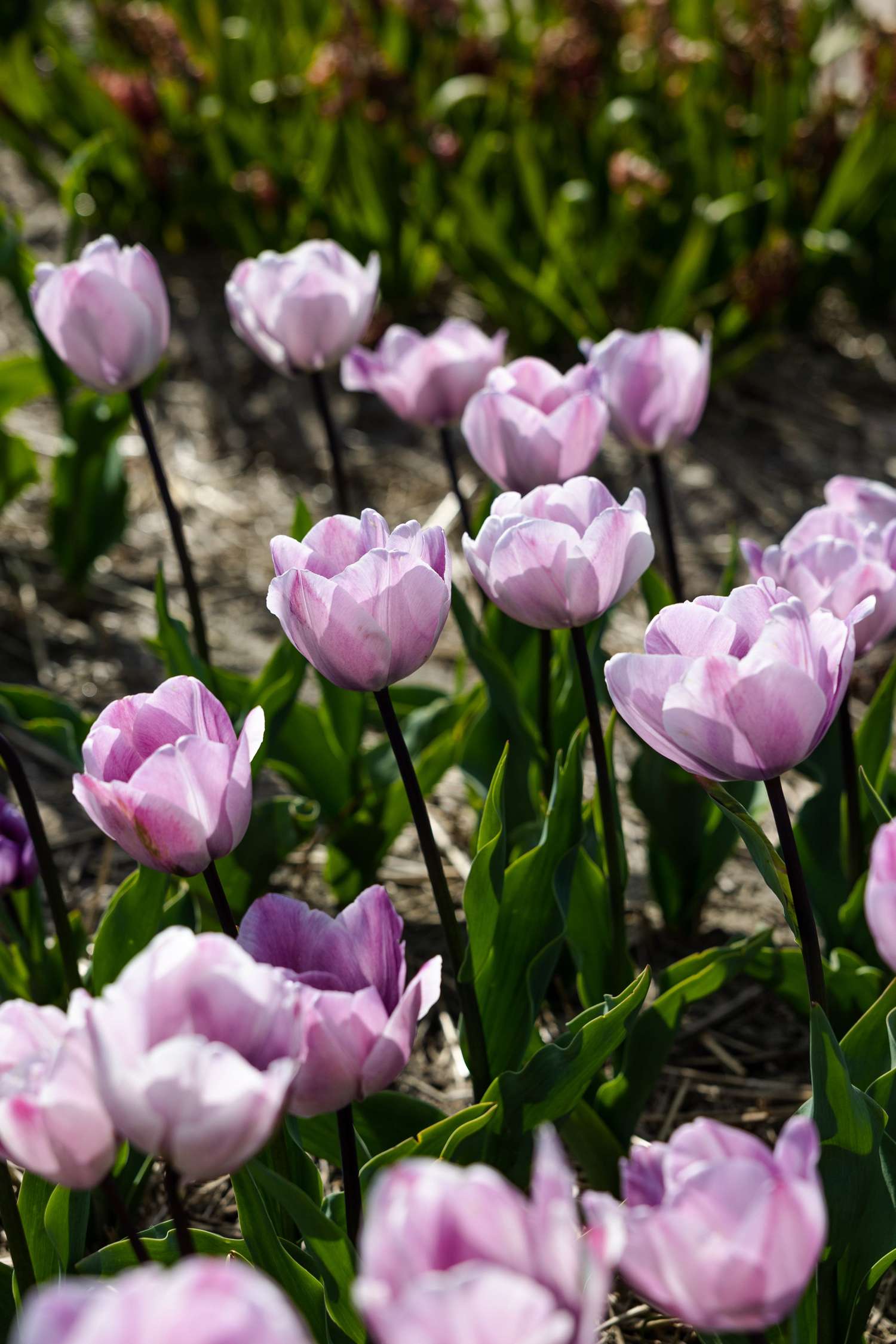 Tulipe 'Jacuzzi'